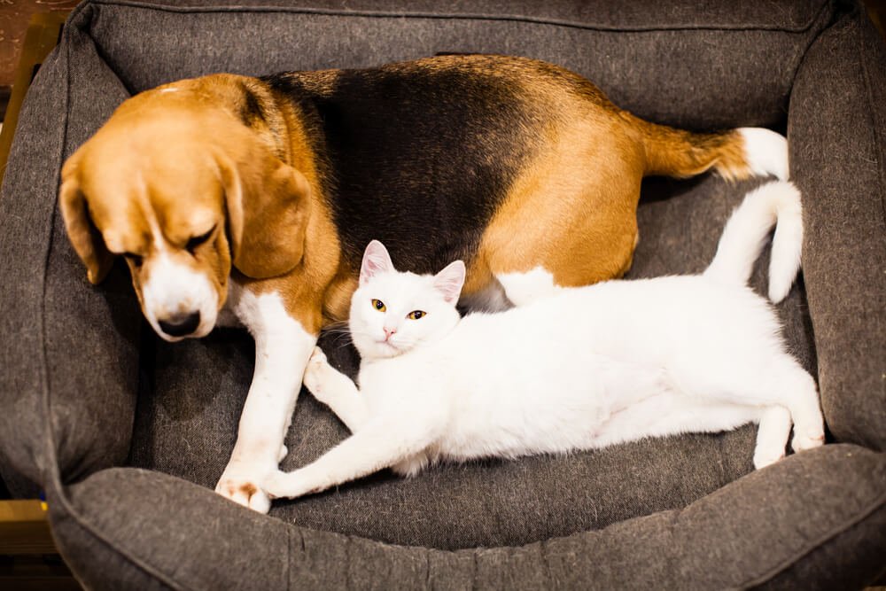 Are Beagles Good With Cats