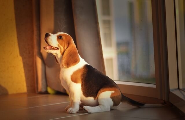 Purebred Beagle