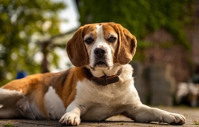 The History of Beagles 