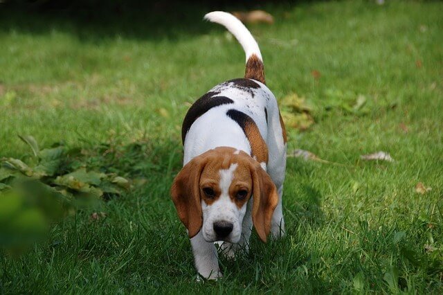 Purebred beagle Sniffing