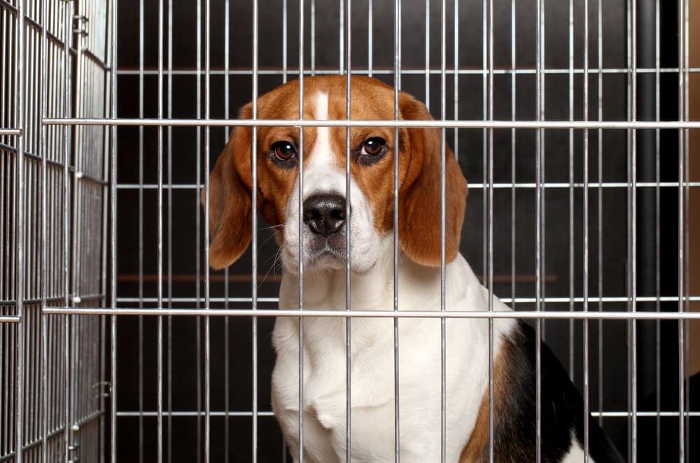 beagle adoption