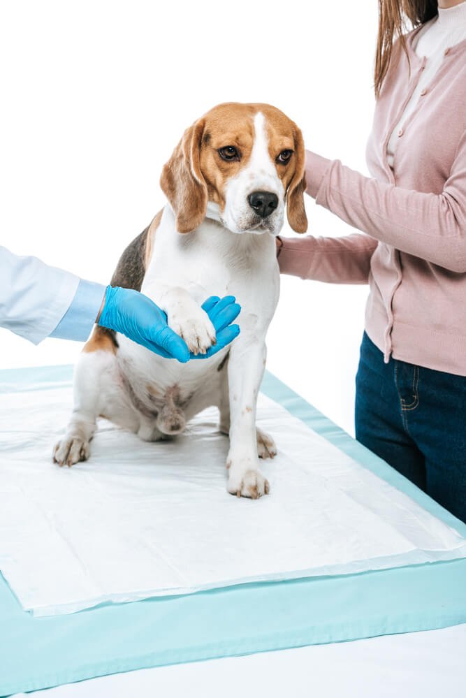 beagle at the vet