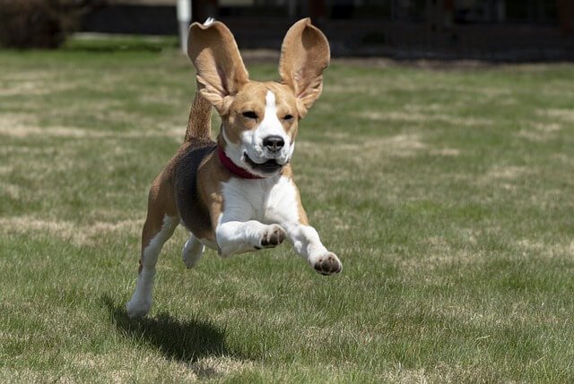 Purebred beagle's floppy ears