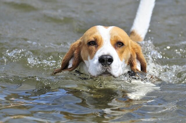 can beagles swim