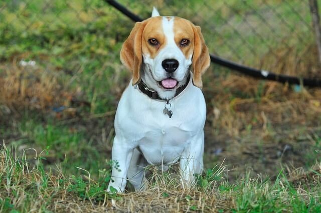 how to groom a beagle