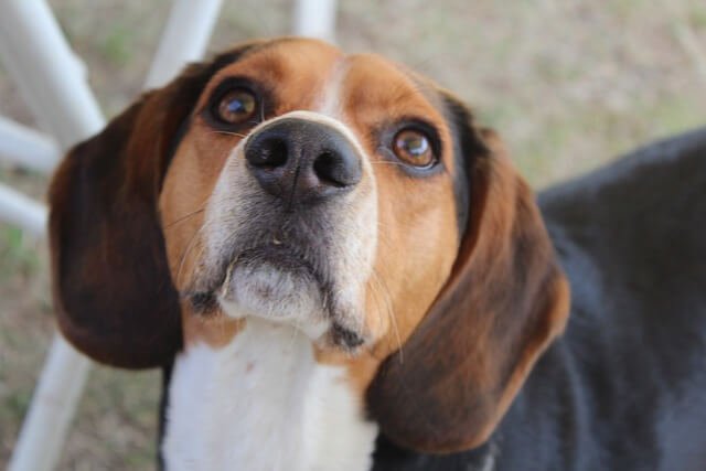 Areas to Focus on When Trimming a Beagle's Hair