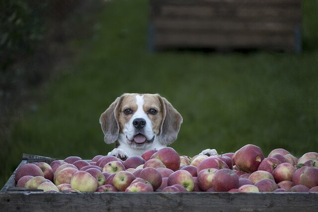beagle with apples homemade beagle food