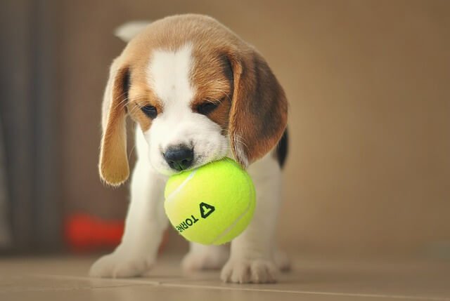 beagle puppy with ball