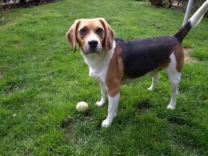 play fetch with beagle