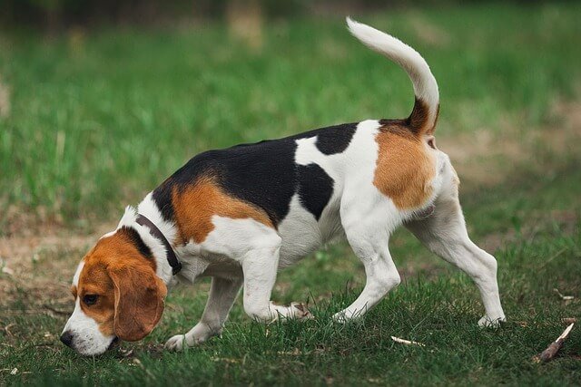 Beagle Scent Training outside