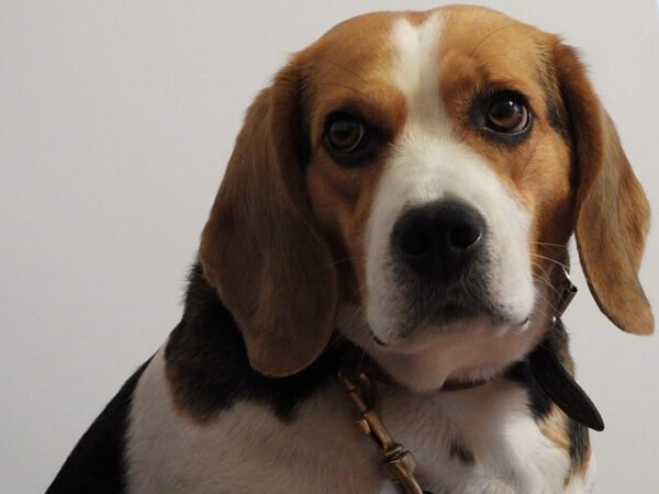 separation-anxiety-in-beagles-5-tips-on-how-to-treat-it