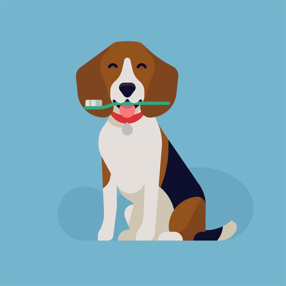 brushing beagle teeth