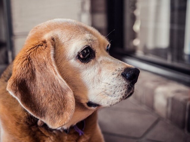 Beagles change color due to aging