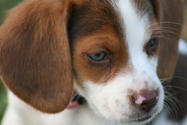 Beagles With Blue Eyes