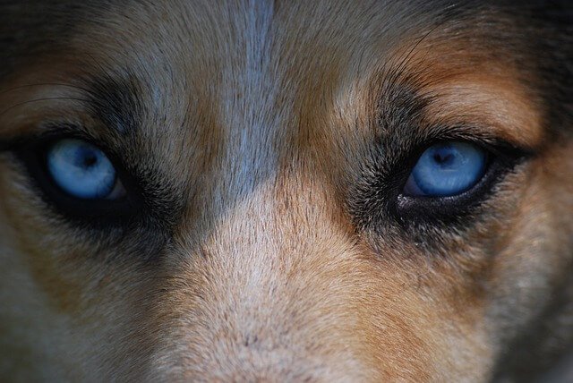 Beagles With Blue Eyes