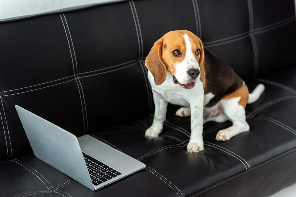 Can a beagle be an inside dog