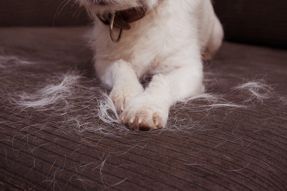 pet hair remover dog shedding
