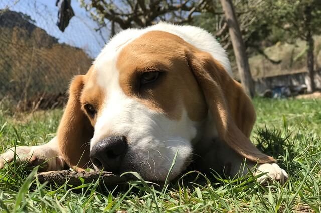 Why Do Beagles Eat Grass