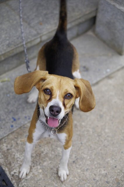 harrier beagle puppy