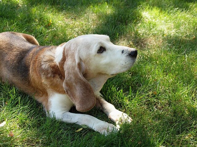 old beagle - how long do beagles live?