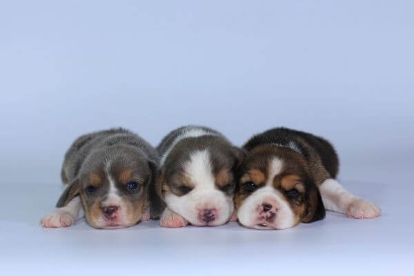 just born beagle puppies
