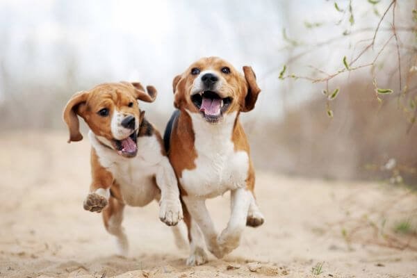 Having 2 Beagles
