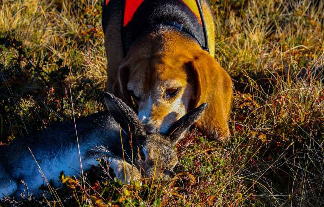 Are Beagles Hunting Dogs