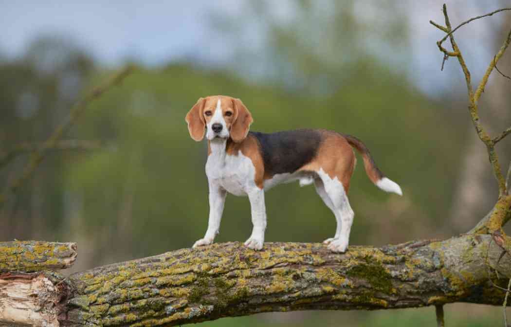Why are Beagles so Stubborn