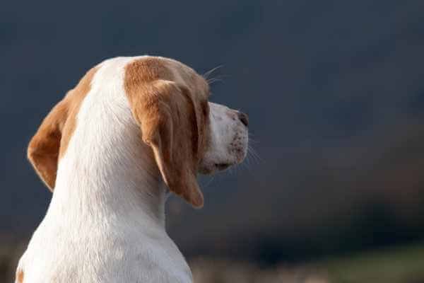 Can Beagles See In The Dark?
