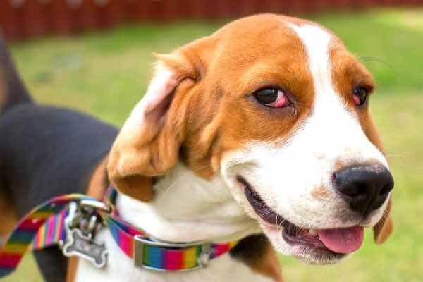beagle with Cherry eye