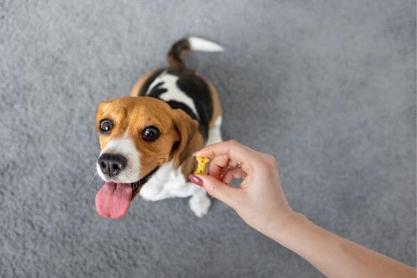 How to Discipline a Beagle