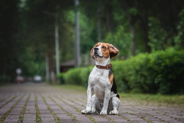 How to Discipline a Beagle - stay command