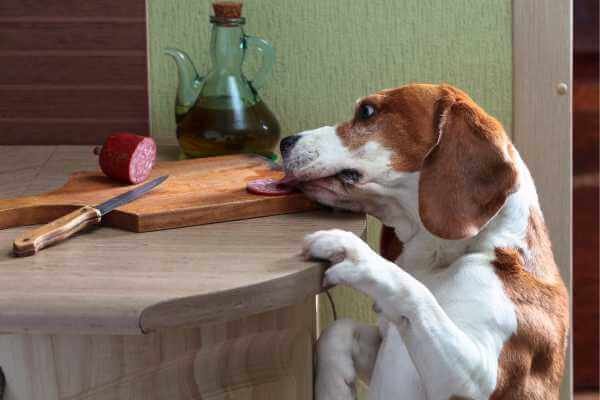 Why Are Beagles Always Hungry