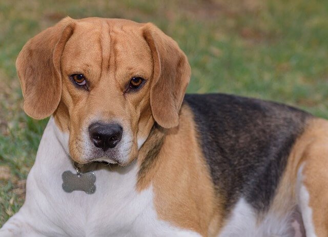 angry beagle dog