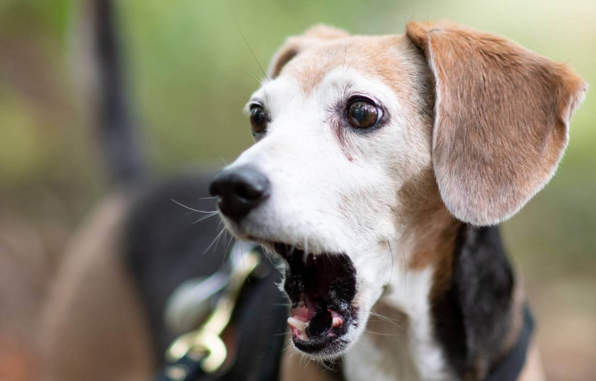 angry beagle
