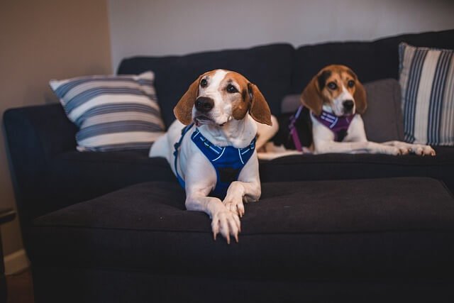 Are Beagles Better in Pairs