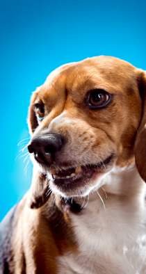 beagle aggressive