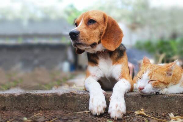 beagle and cat best friends