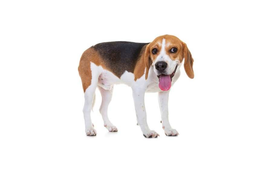 beagle drilling