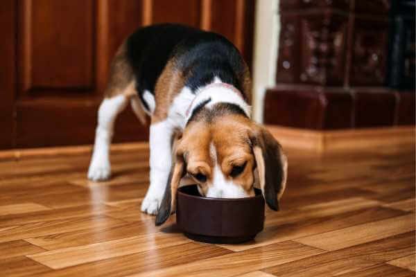 beagle eating