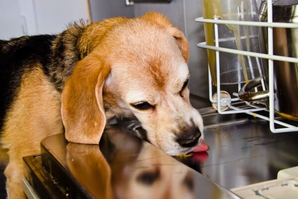 beagle licking everything