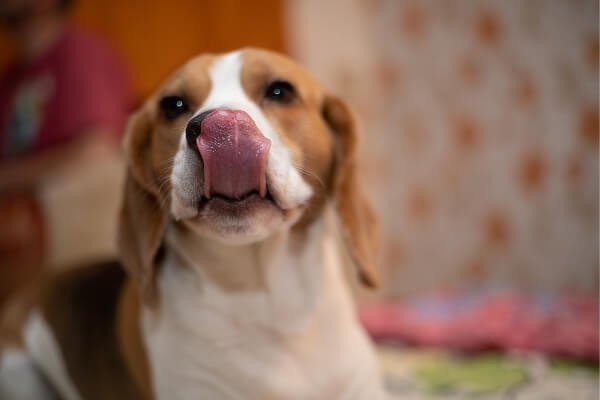 Beagle Licking Everything