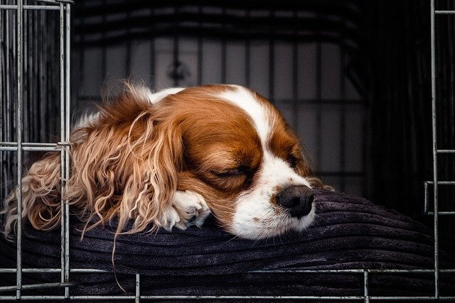 dog crate with soft bed