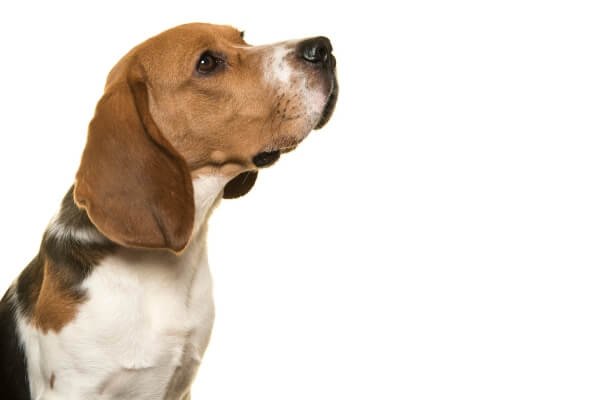skinny beagle
