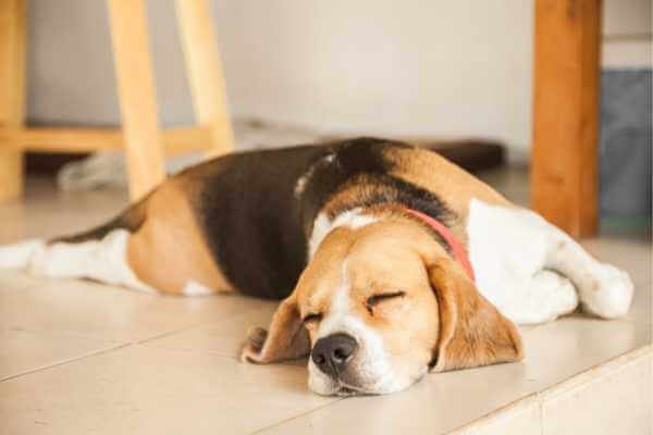 beagle snoring