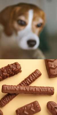 Beagle ate chocolate