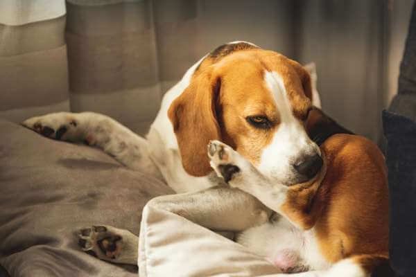 skin problems in beagles