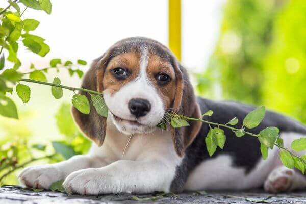 When Do Beagle Puppies Stop Teething