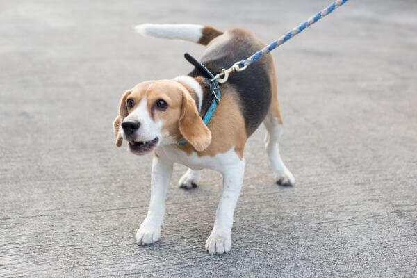 beagle leash pulling
