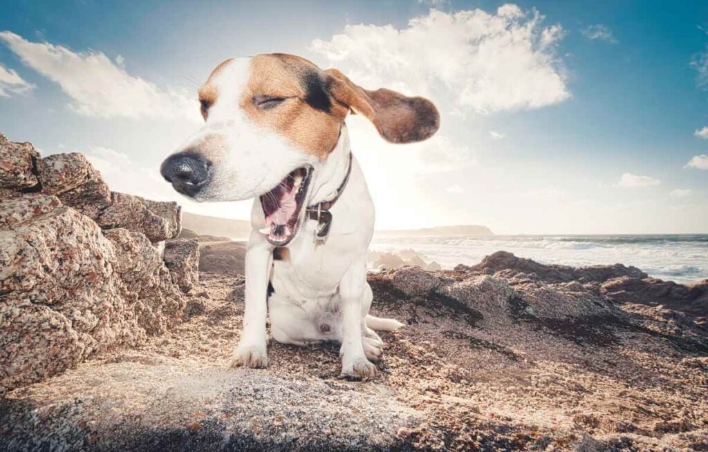 Why Beagles Have Big Ears